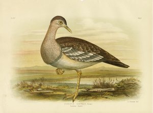 Sátiro Australiano o Pavo de Monte, 1891 de Gracius Broinowski
